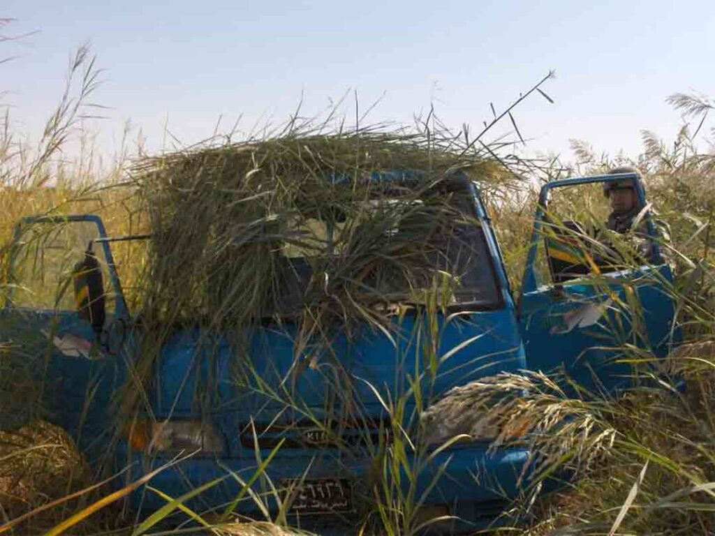 5-73 CAV troopers search through tall grass along a canal in Diyala Province in November 2006 and discover a well-camouflaged insurgent bongo truck. (Michael Clemens; Mike Few)